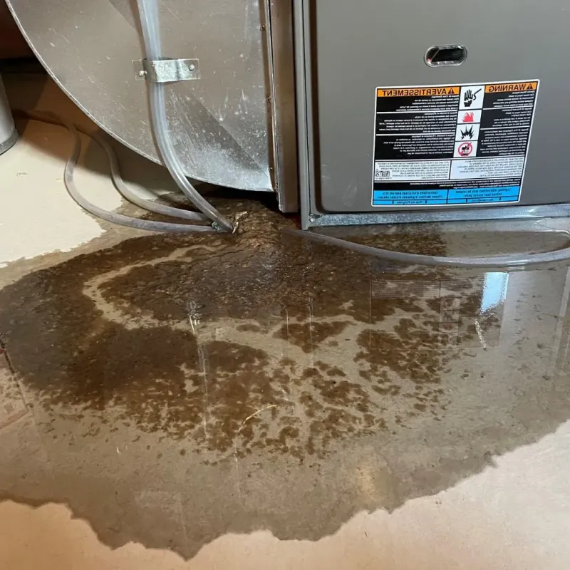 Pipe Burst and Leak Restoration in Auburn Gresham, IL